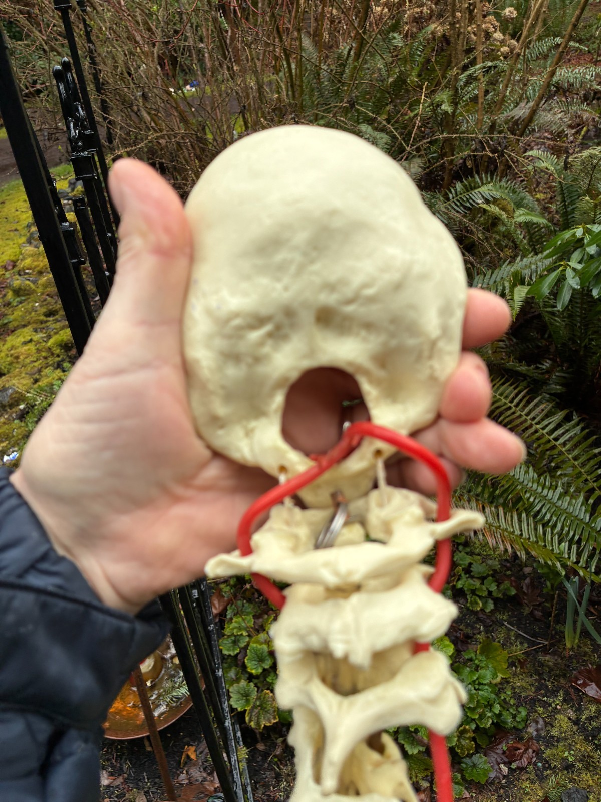 mcm 1960’s vintage medical school university 36″ scoliosis SPINE model~Halloween