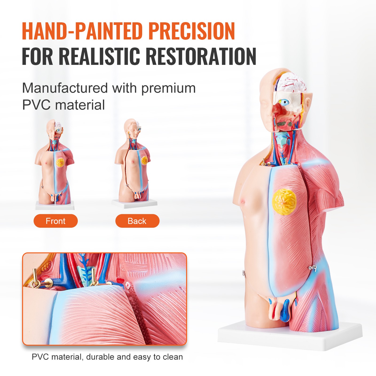VEVOR Anatomical Human Torso Body Model Anatomy Internal Organ 18″ 23 Parts