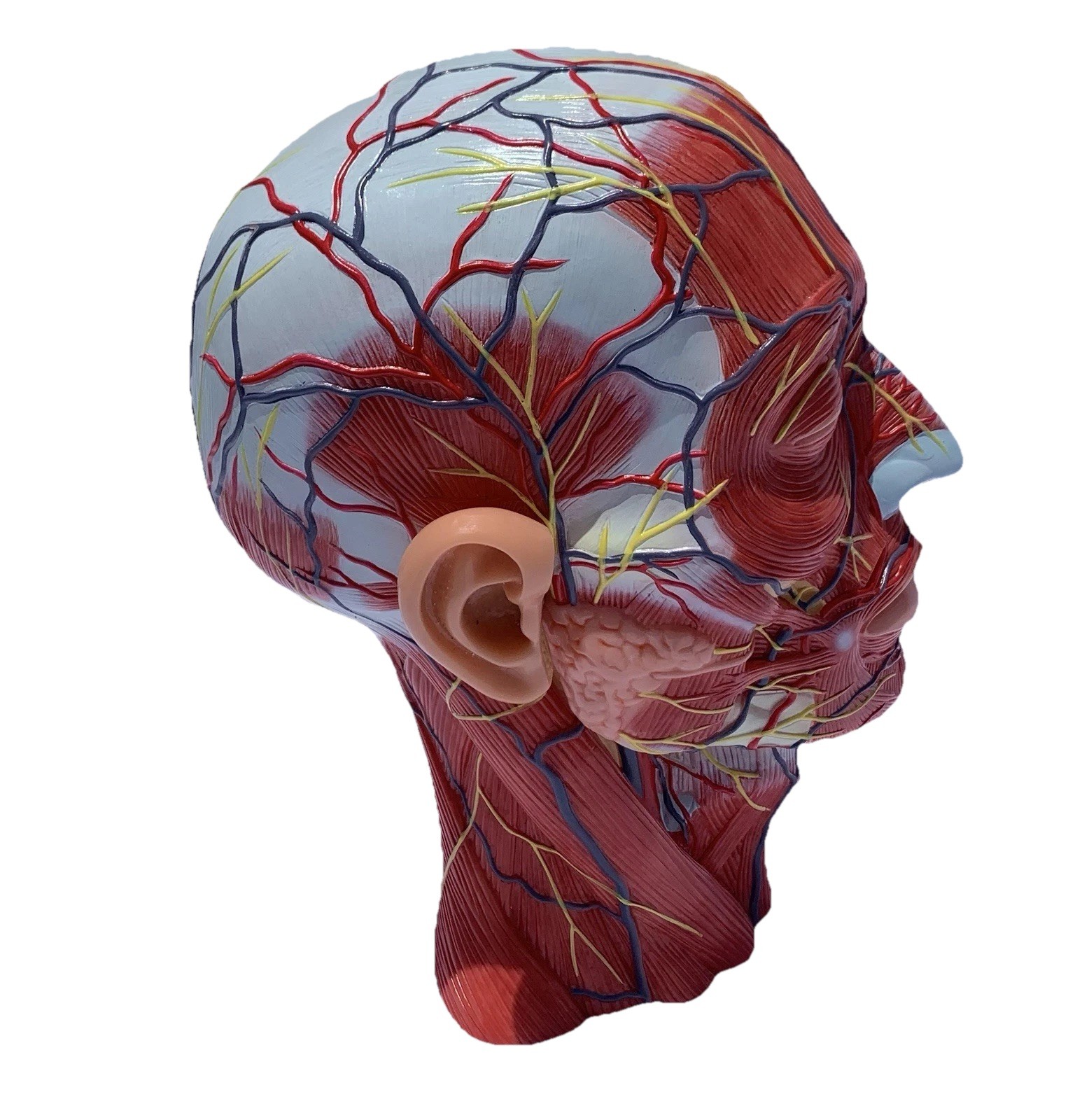 Human Half Head Anatomy Model Life Size Neurovascular Medical Teaching Aid