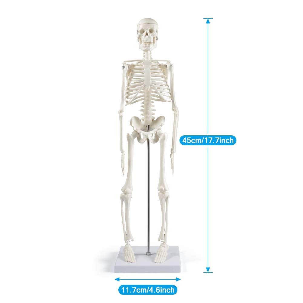 Human Skeleton Model for Anatomy: 17” Human Skeleton Model with Movable Arms …
