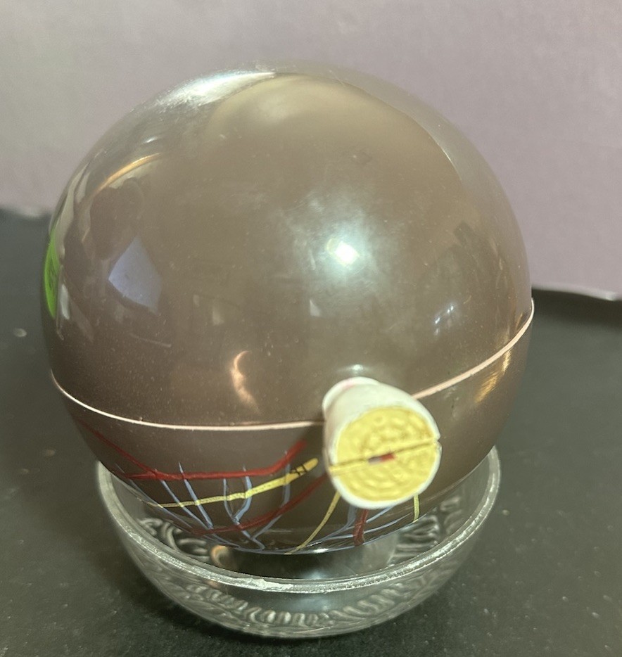 Vintage Scientific Human Eye Anatomical Model Human Eye Model