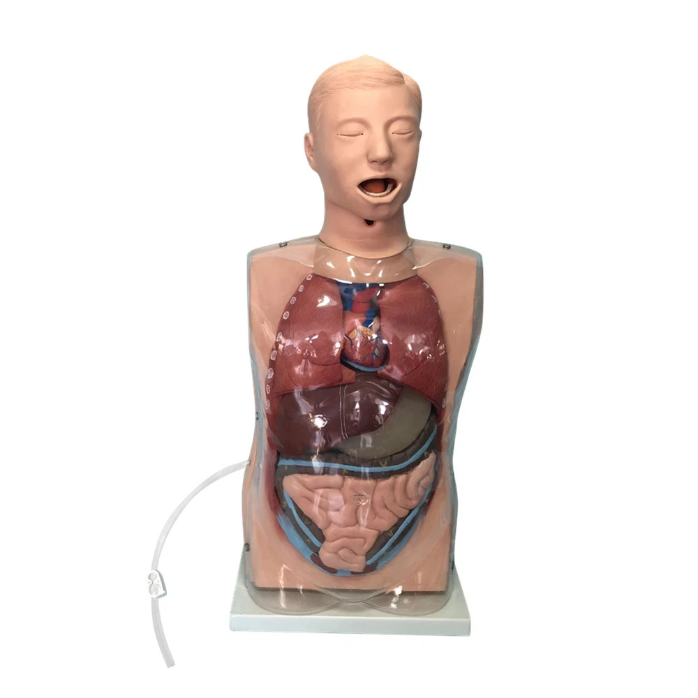 Transparent Gastric Lavage Model