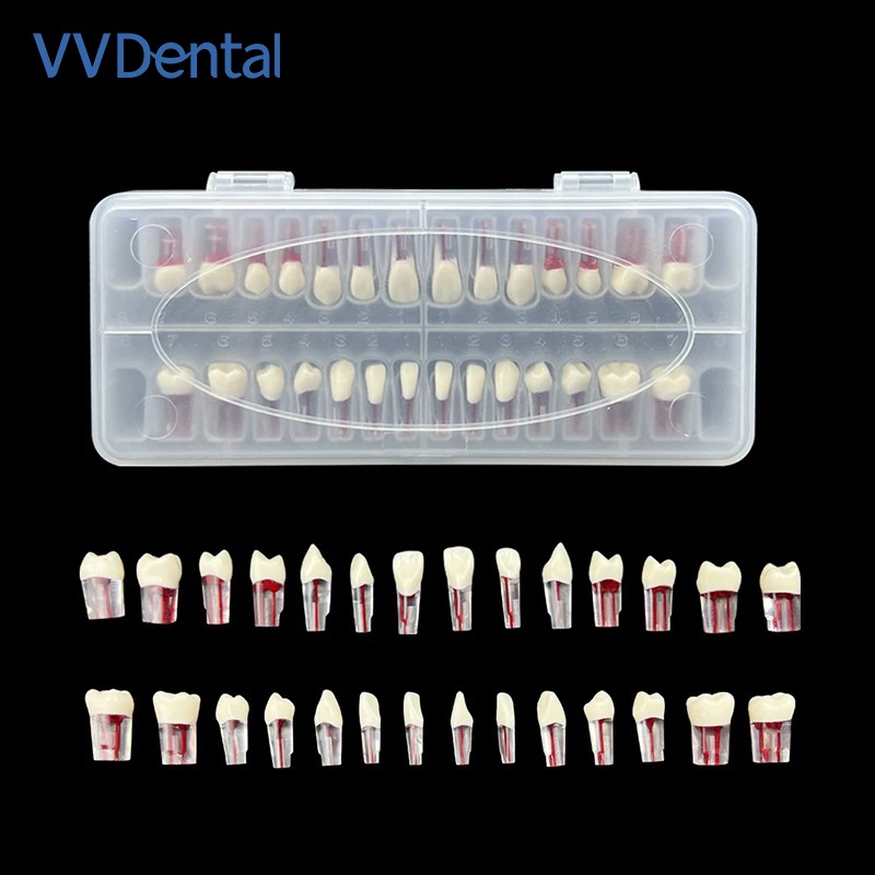 28Pcs/Set Dental Endo Root Canal Endodontic Teeth Teach Model Resin Study Tooth