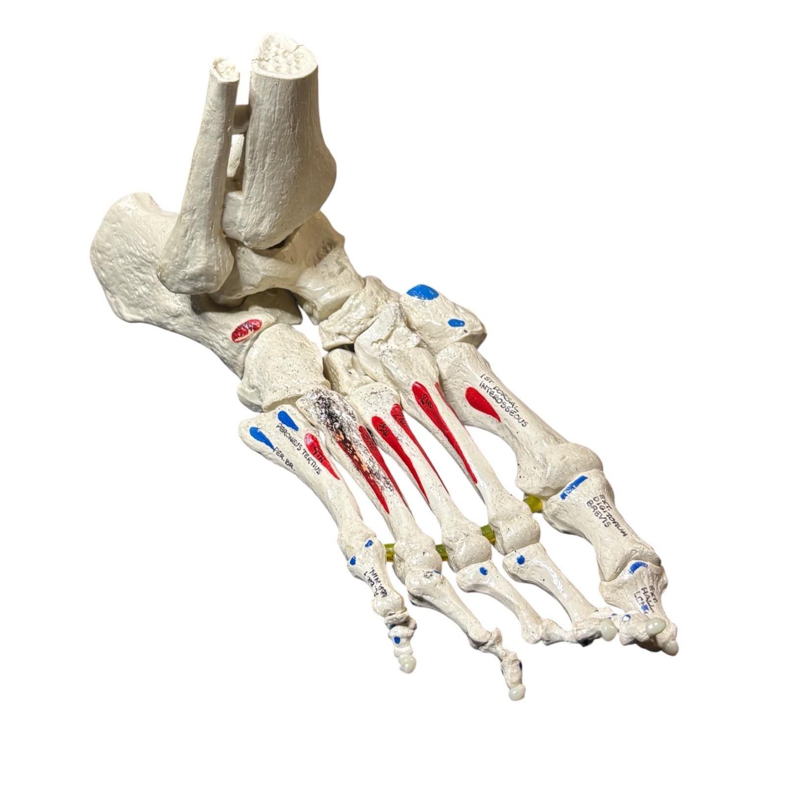 Medical Anatomical Model Human Foot Ankle Science Education Labeled Color Coded