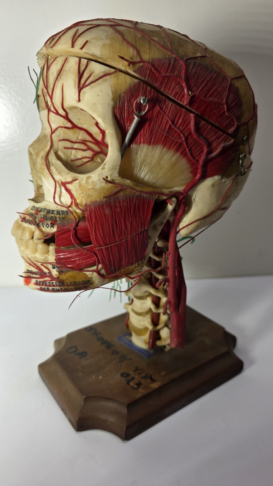 Antique Medical Plastic Lab Anatomical Science Human Skull Model Spring Mandible