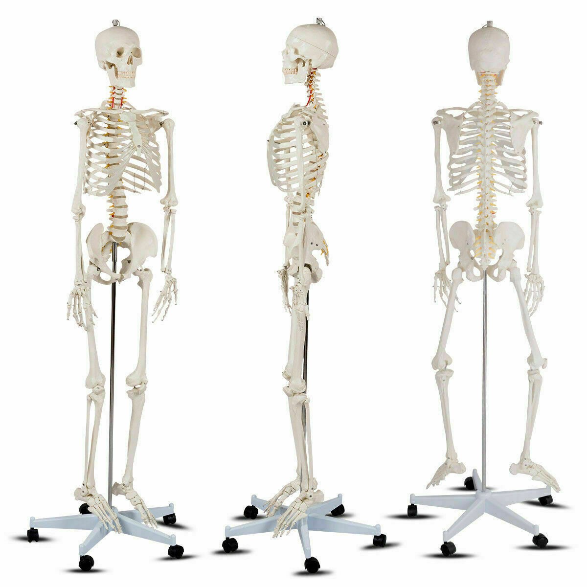 New Life Size Human Anatomical Anatomy Skeleton Medical Model, Stand