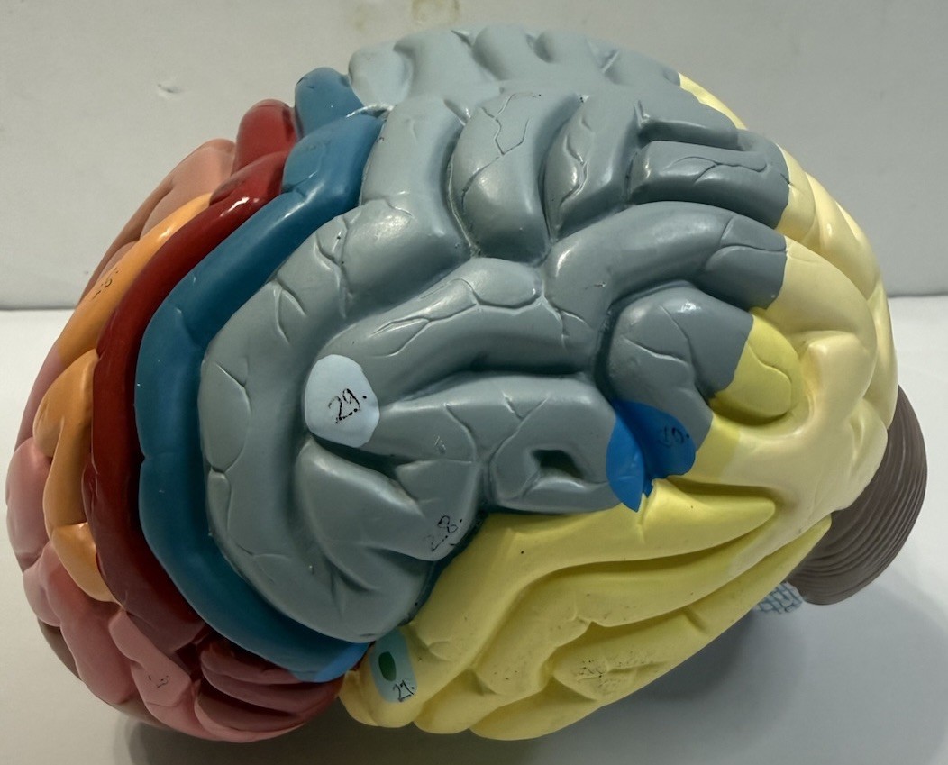 Human Brain Anatomical Model Life-Size, Color-Coded Partitioned Brain