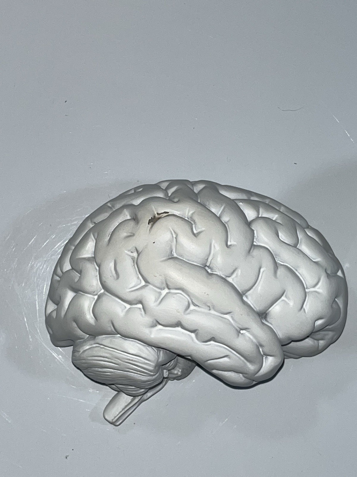 Scientific Model Human Brain 2-part, Display, Paint Your Way, Classroom, Study
