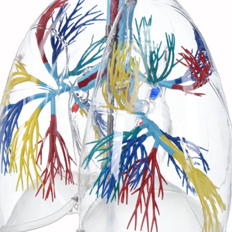 Life Size Anatomical Lung Respiratory System Model Education Tool for Teaching
