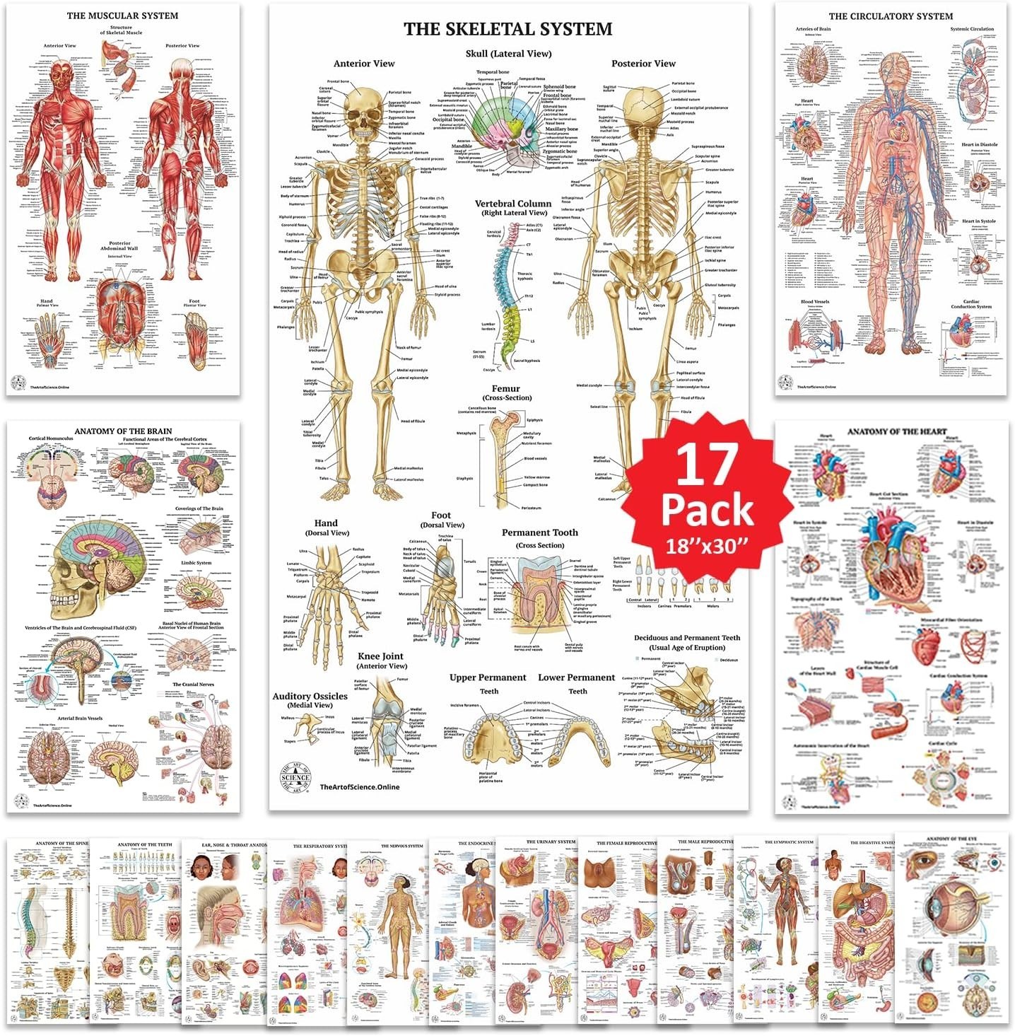 17 Human Anatomy Posters for Classroom & Office – 18×30 Medical Charts