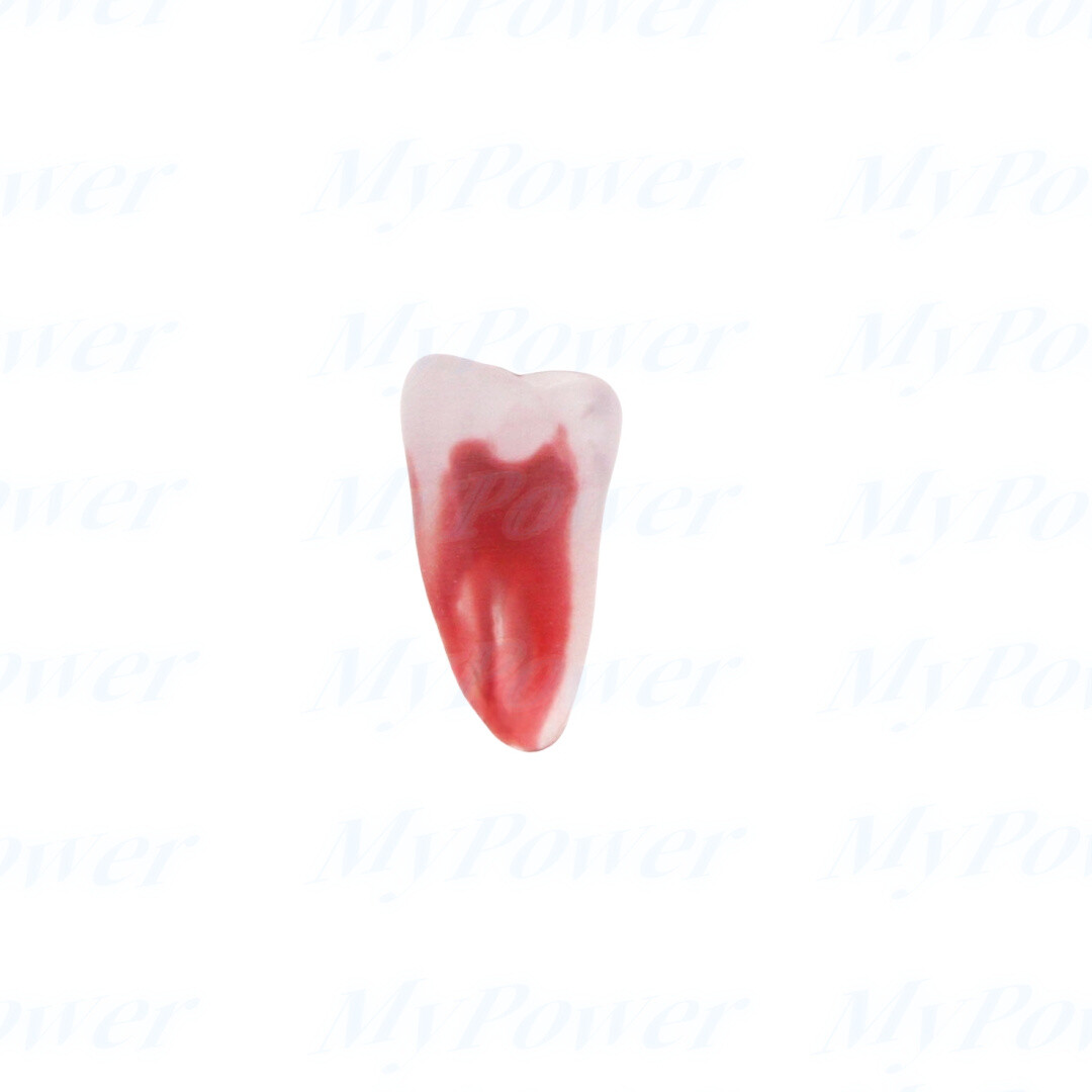 Dental Training 3D RCT Endo Tooth Model Practice Model Curved Root Resin Teeth