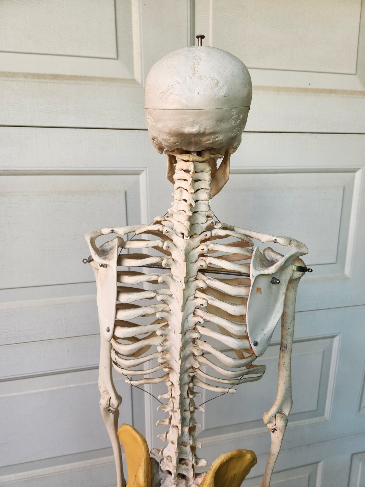 3B Scientific Standard 5′ 6″ Human Skeleton w/Pelvic Rolling Stand Halloween