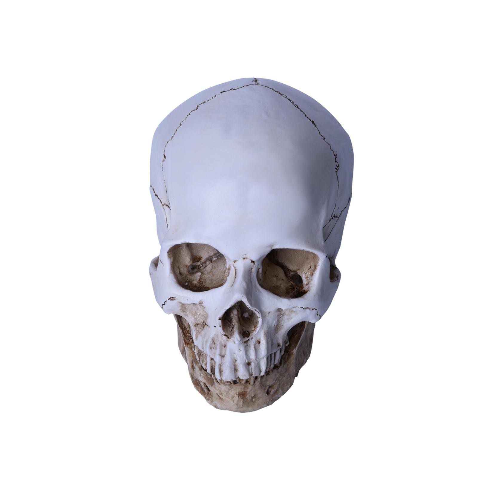 1:1 Resin Replica Life Human Anatomy Skull Collectable Bar Decoration Teaching