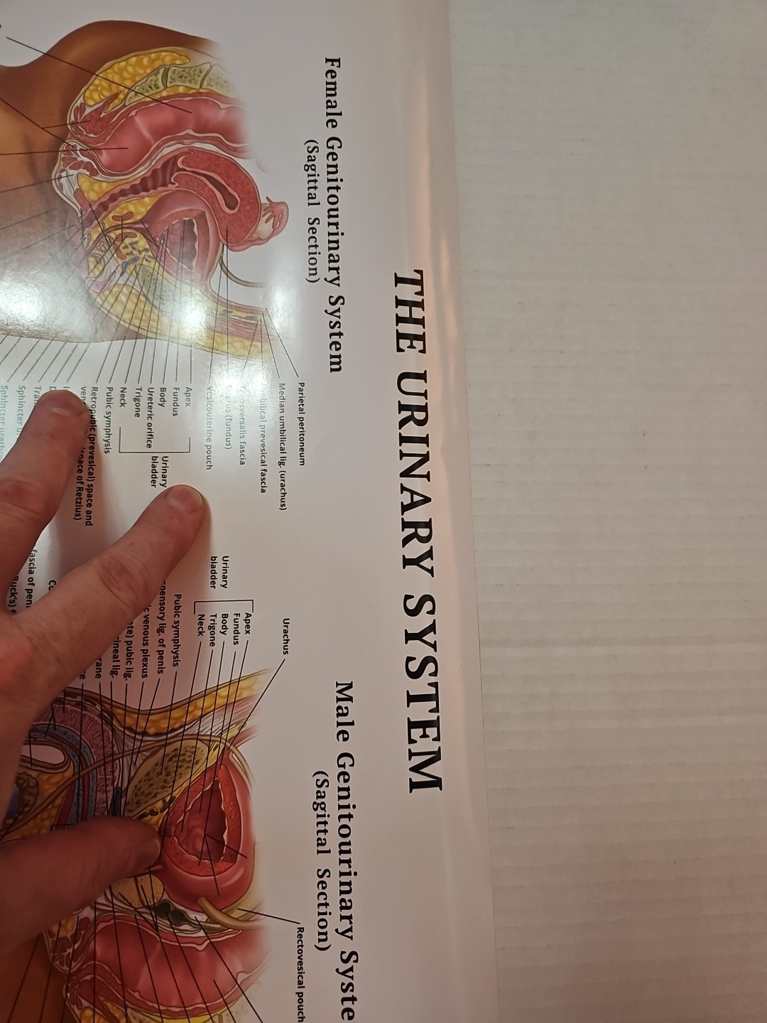 The Urinary System – 2 Sided MEDICAL Poster 29.5″ x 17.5″ In. Art Of Science Vtg