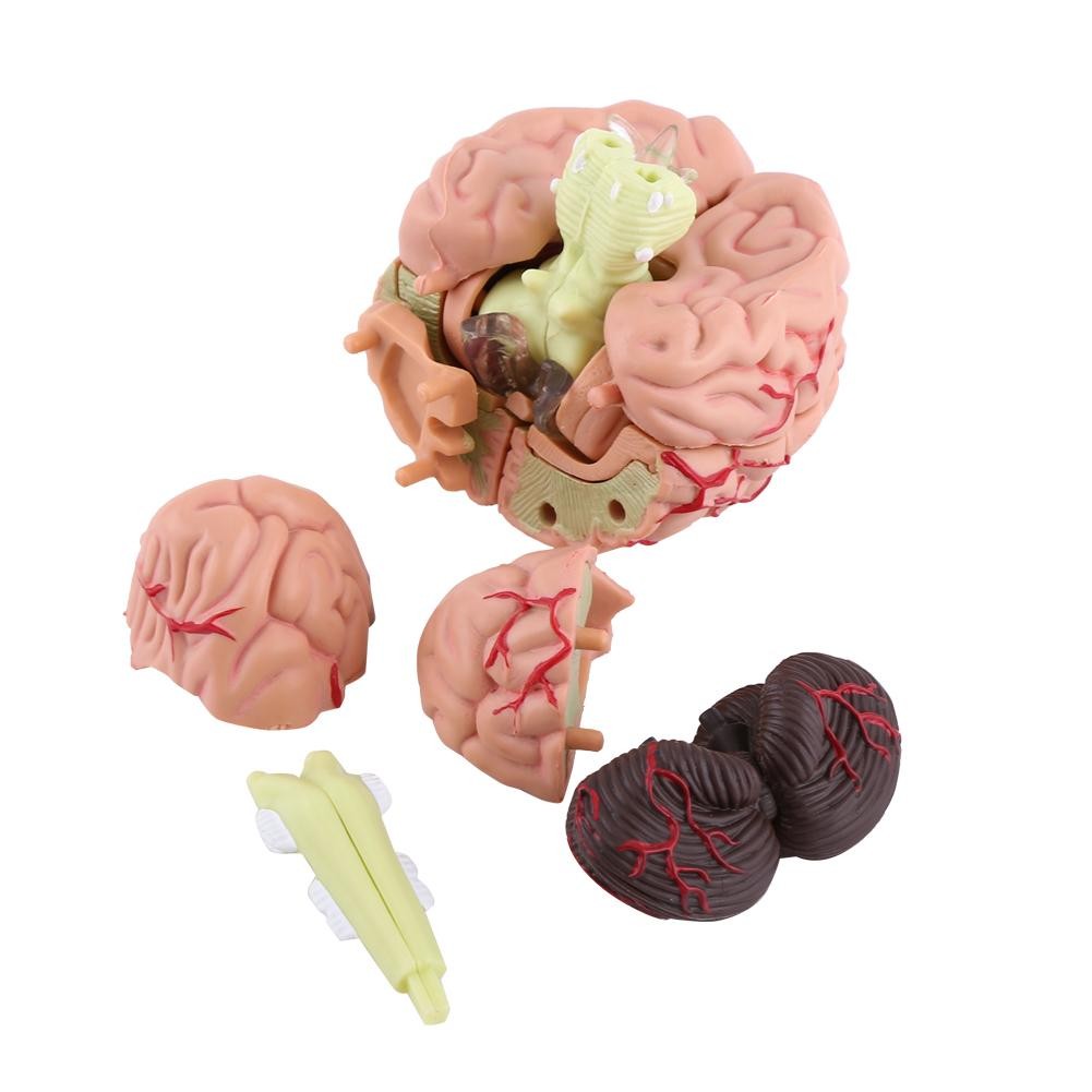 Anatomical Brain Model High Quality Assembling Tool Training Premium
