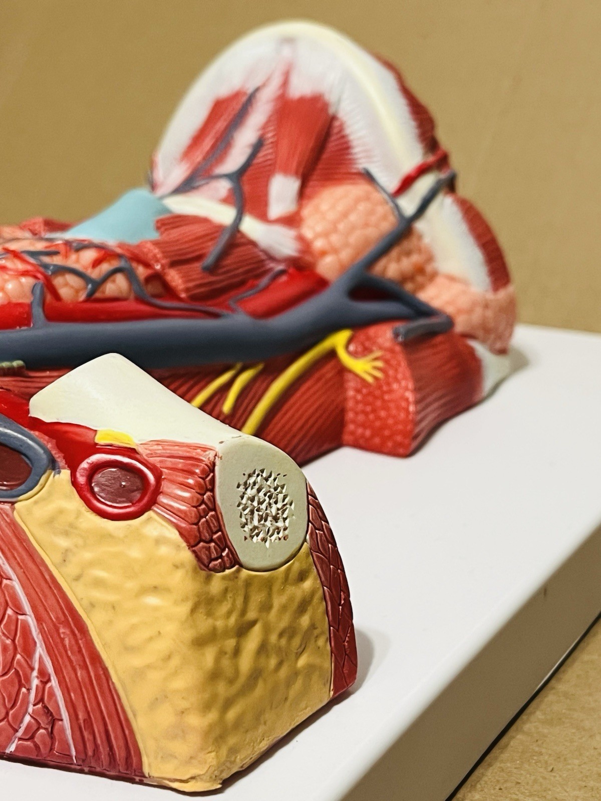 Anterior cervical muscle, neck muscle nerve, medical anatomical model
