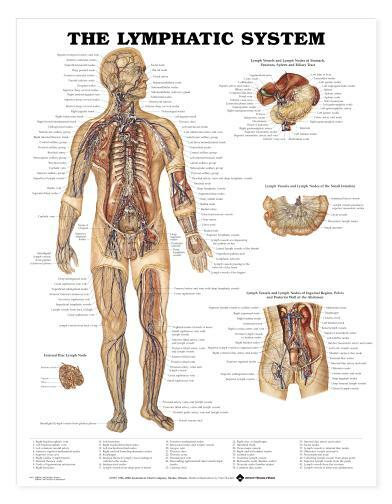 LYMPHATIC SYS Laminated Wall Chart 20″ x 26″ Classroom/Professional LFA #98937