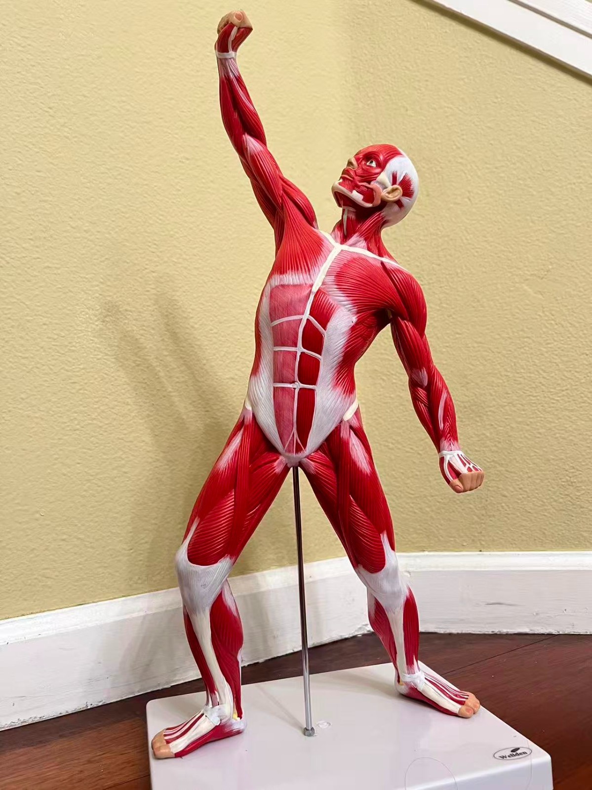 Wellden Muscular System Model, 20” Human Muscles Anatomy Axis Scientific