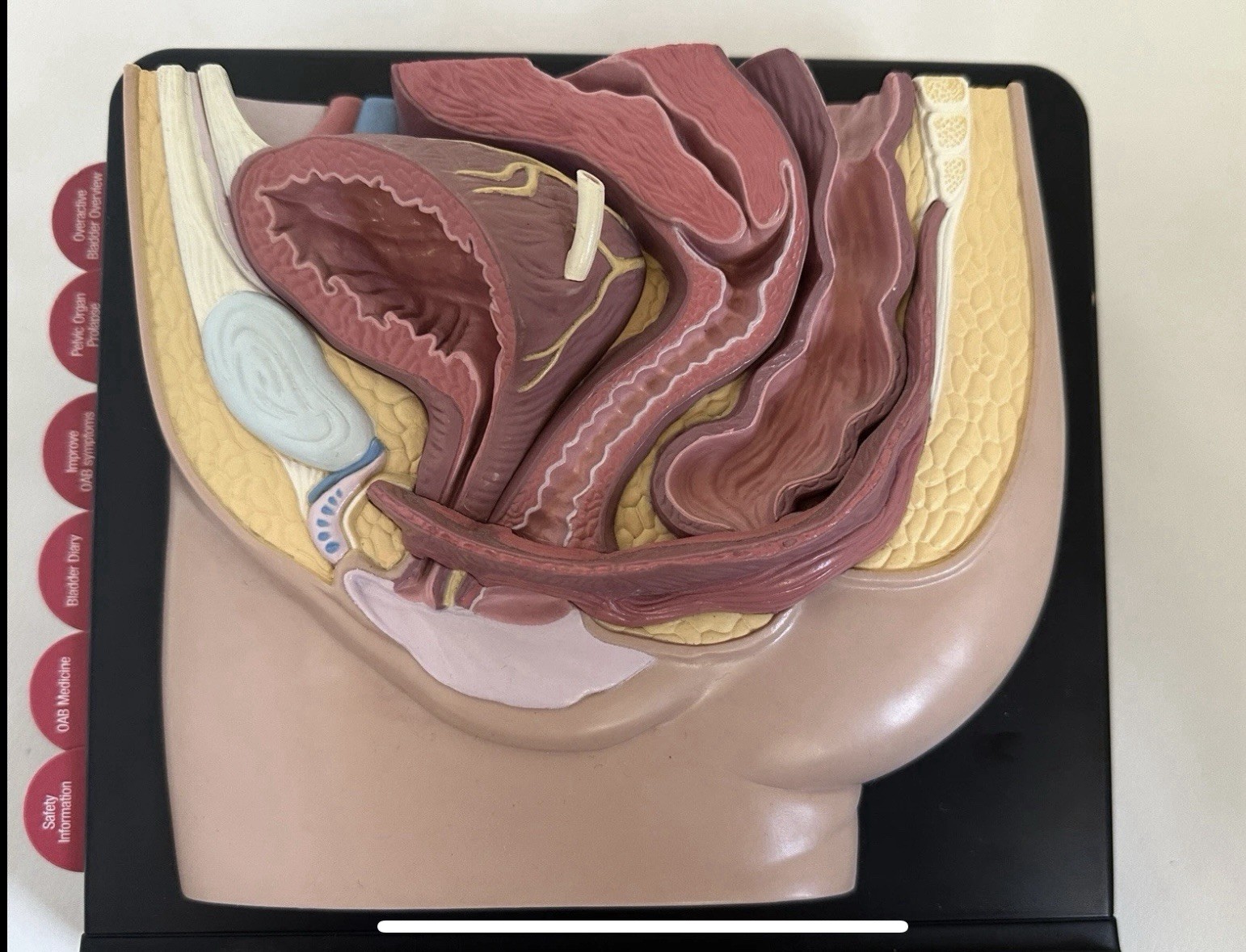 Male and Female Pelvis 2-sided 3D Anatomical Model with Info Cards 8” Tall