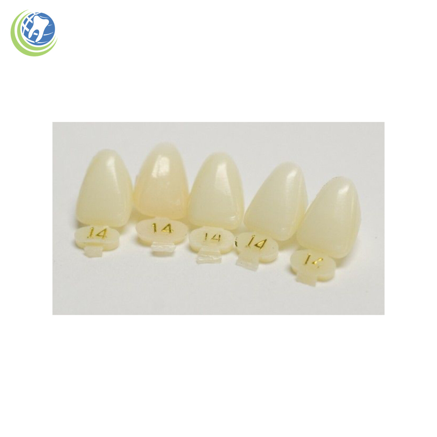 Tooth #8 Upper Right Central Anterior (URC) Polycarbonate Temporary Crown Refill