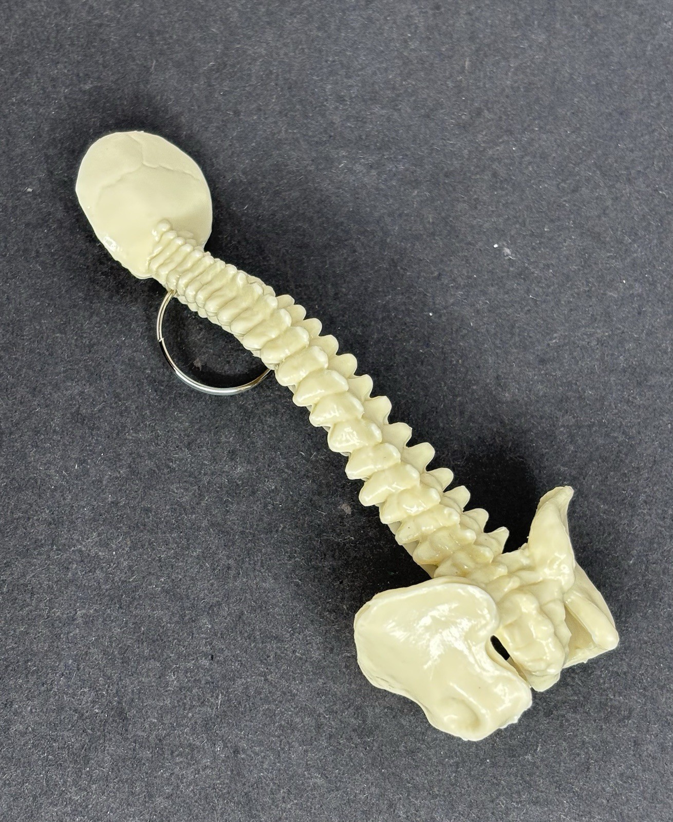 Lot 47 Human Spinal Column Key Rings Plastic Spine Pelvis Chiropractic Halloween