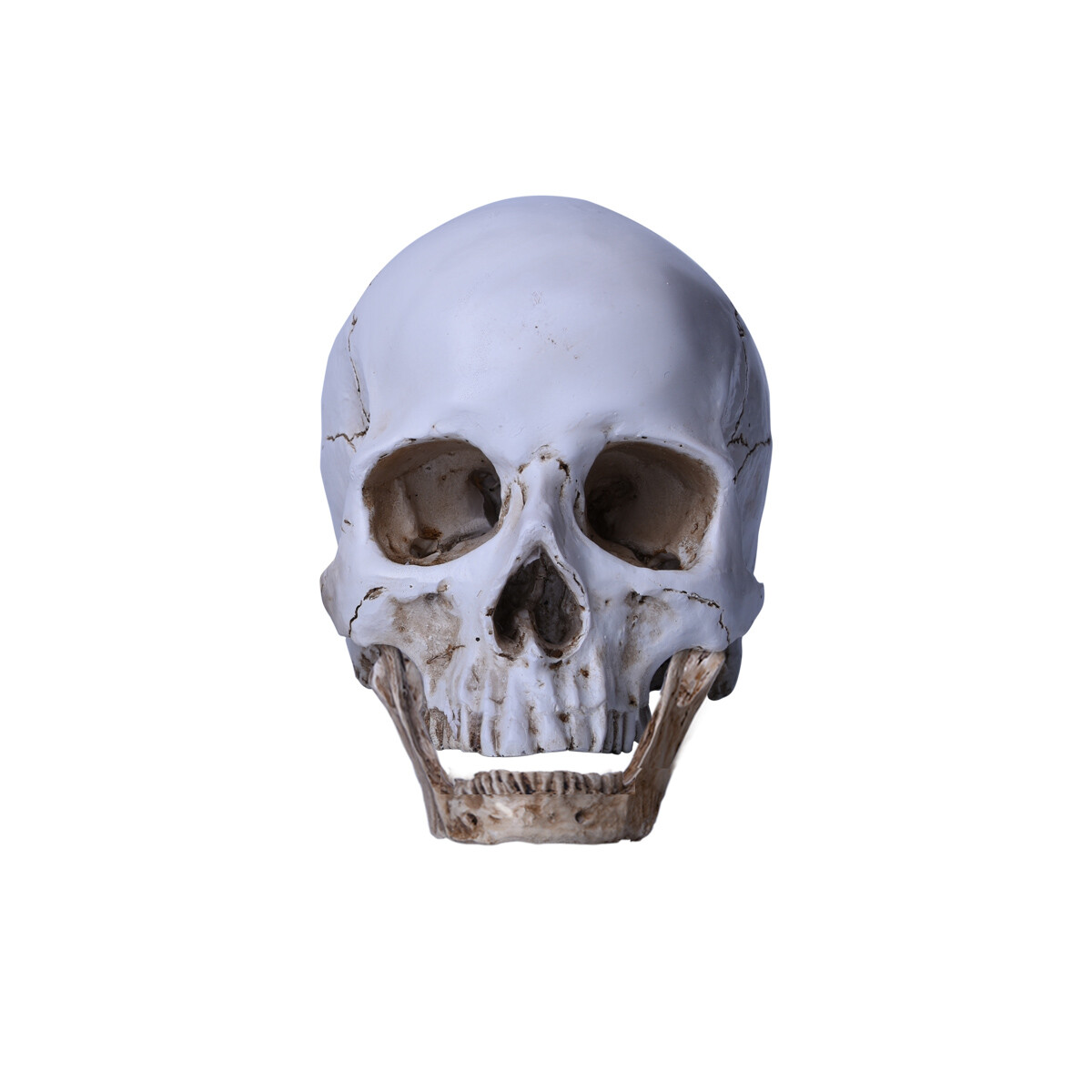 Lifesize Realistic Human Skull Replica Resin Model Anatomical Halloween Decor s