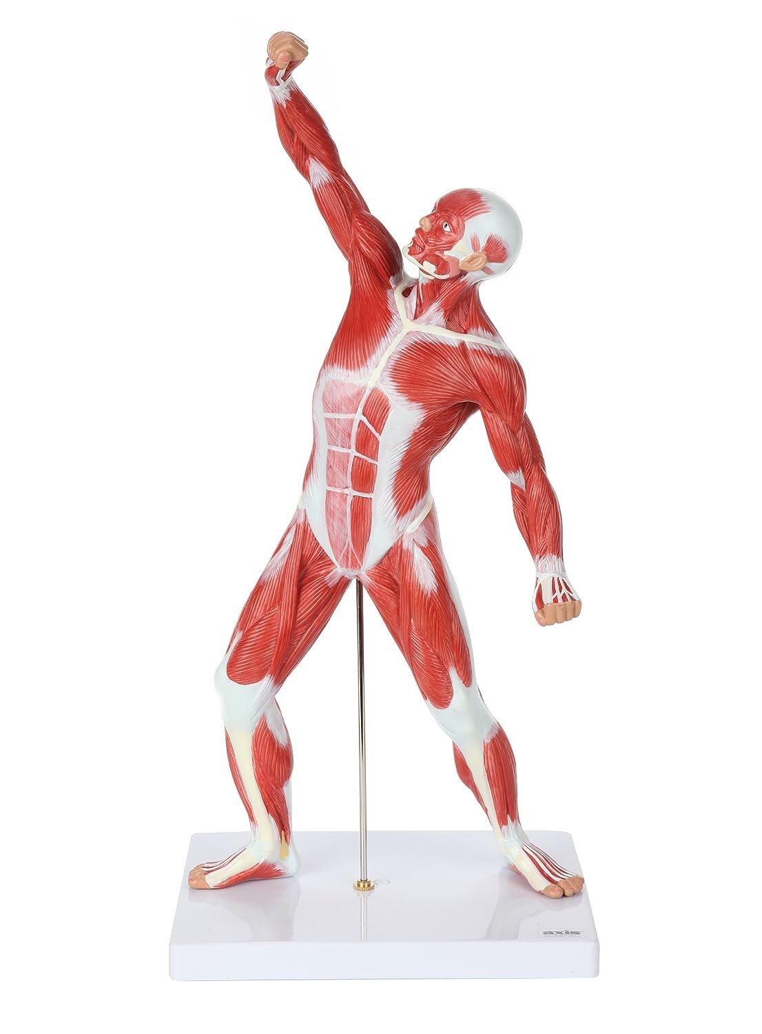 20″ Hand-Painted Miniature Human Muscular Model for Clinic & Classroom Display