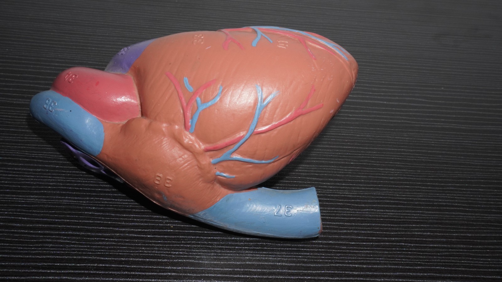 Anatomical Human Heart Model Numbered Labeled Parts – Medical Science Teaching