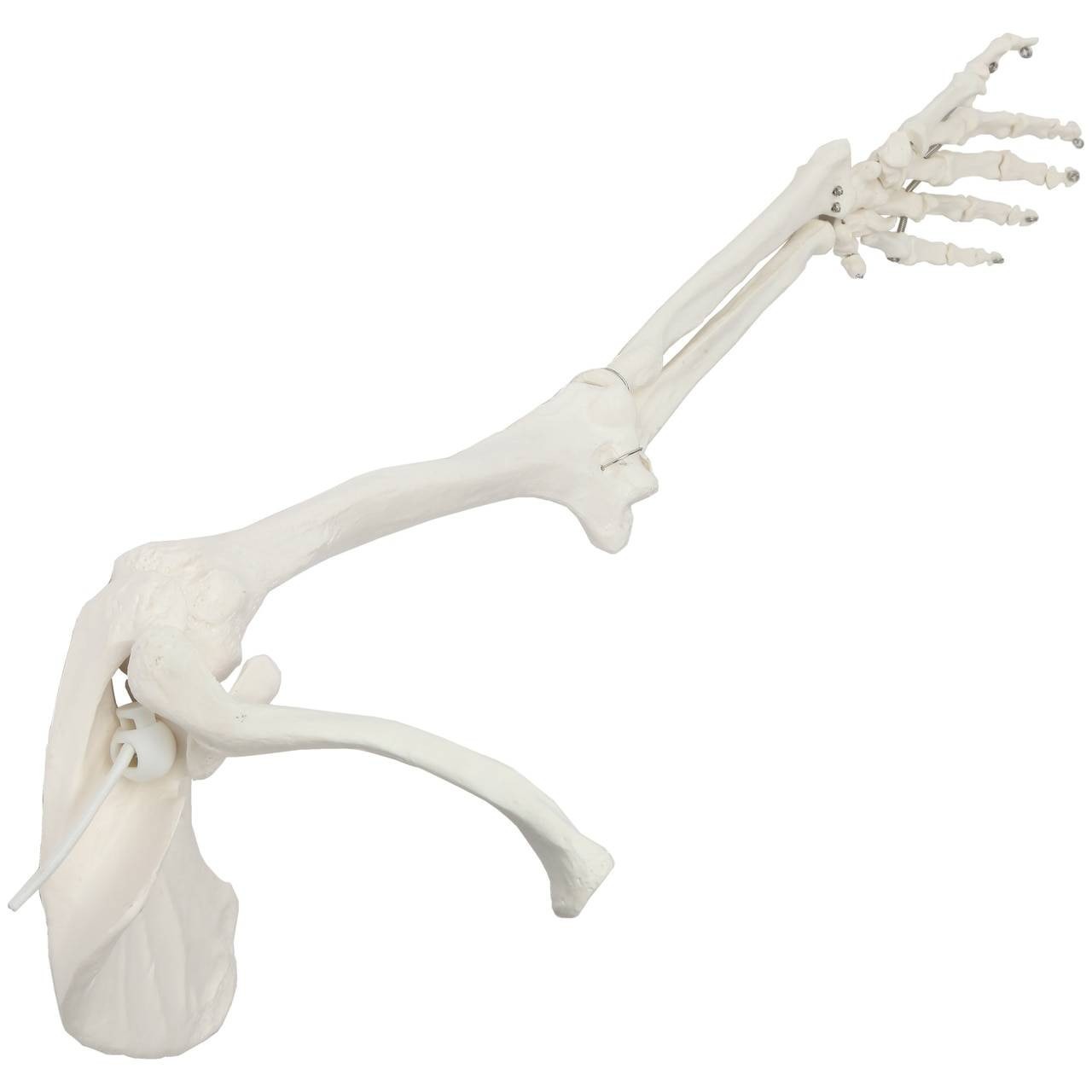 New Life Size Pair BUCKY SKELETON ARMS Set-2nd Class Resin Anatomical Upper Limb