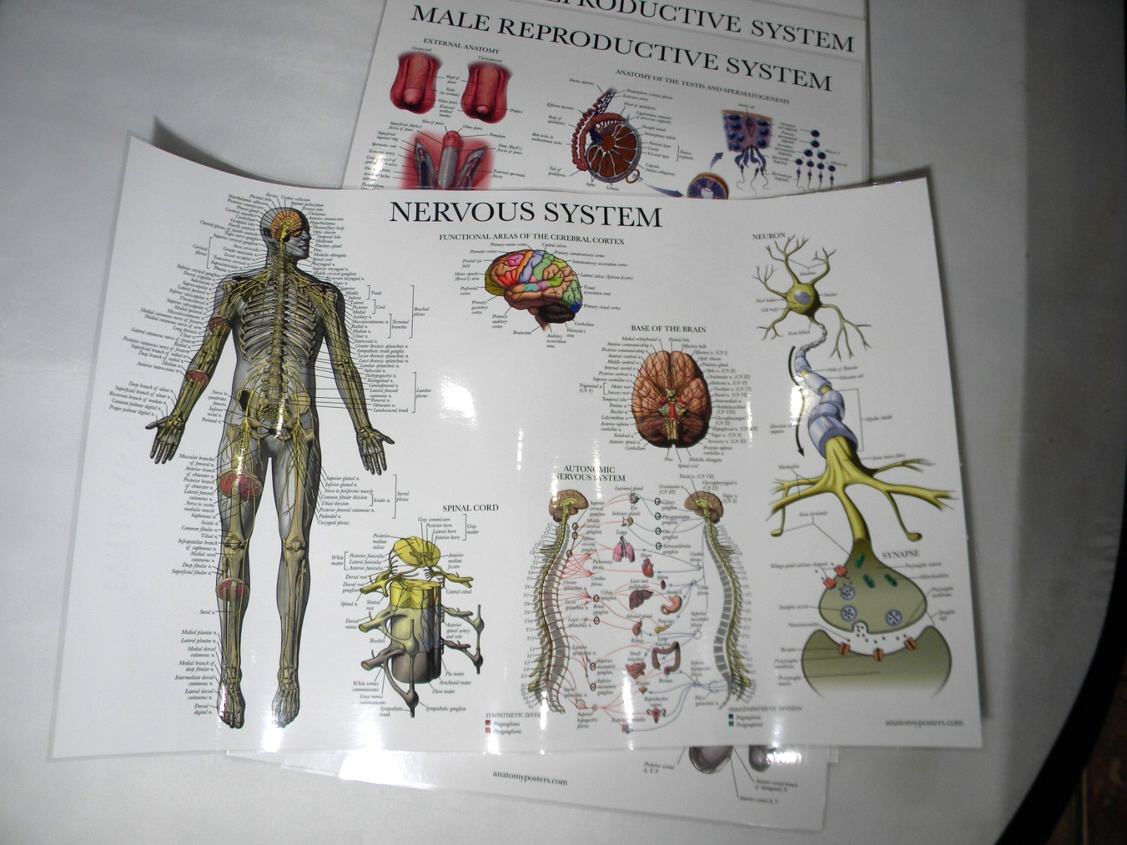 Anatomy Poster Set of 10 Double Sided Laminated 17.5″x26″