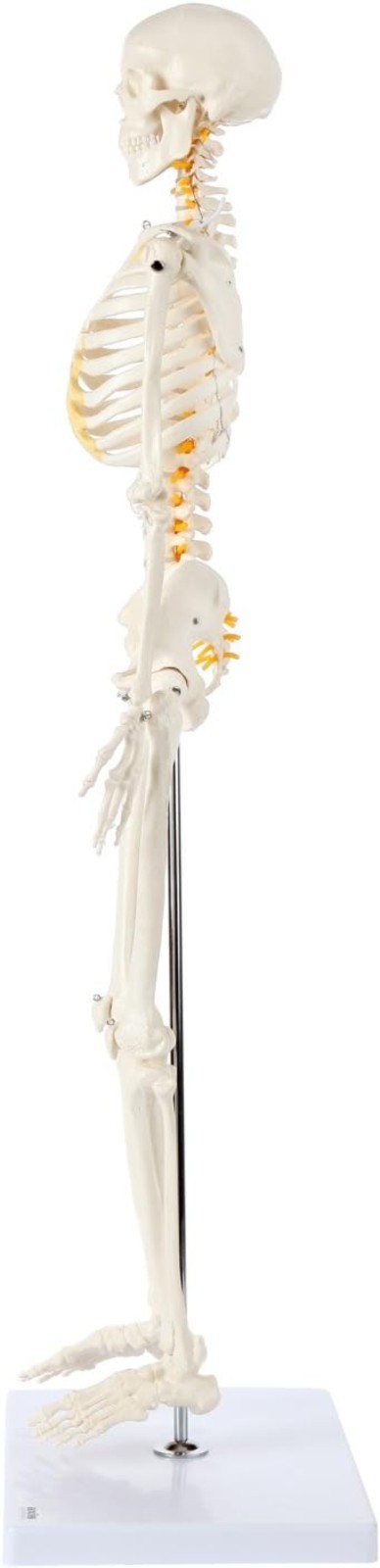 Miniature Human Skeleton Model with Metal Stand 31 Inch Removable Limbs Study
