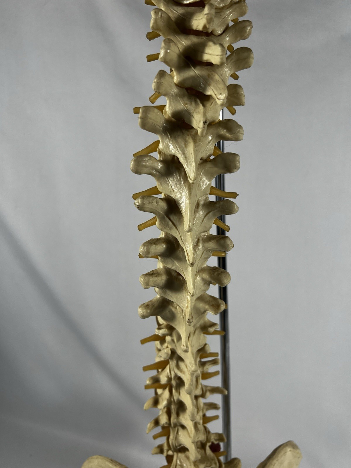 Vtg Anatomical Lifesize Spine Backbone Skeleton Chiropractor Halloween Creepy