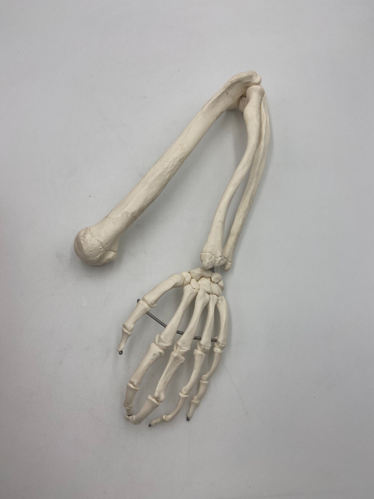 3B Scientific Human *Left* Spare Arm (unpainted) for hanging skeleton – *XA015*