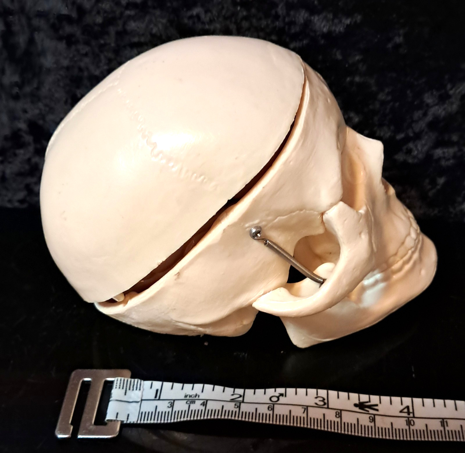 Vintage 4″x4″x4″ Heavy Plastic Human Skull & Brain Anatomical Teaching Model