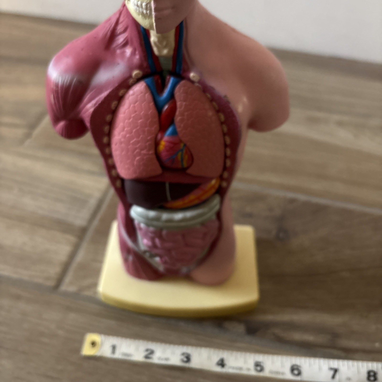 Medical Anatomical Human Torso Body Model Anatomy Internal Organ Teaching Mold