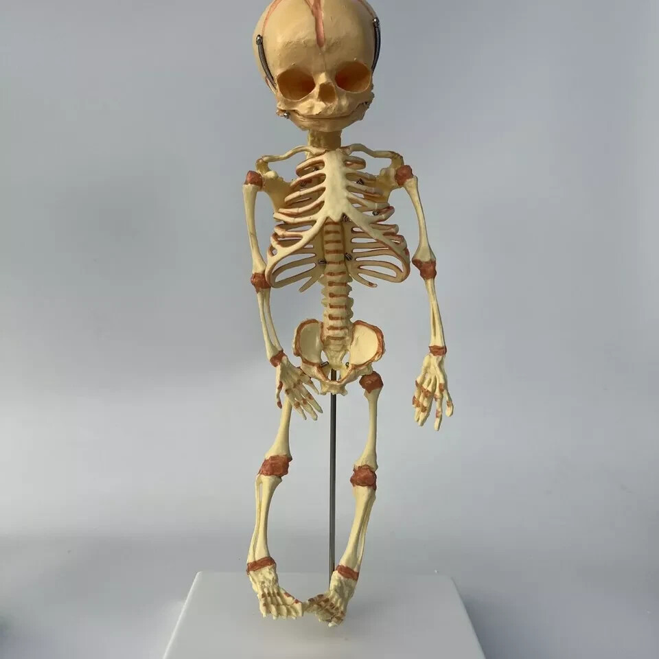 13.7″ Baby Skeleton Model Fetal Model Human Body Teaching Newborn Baby Skull