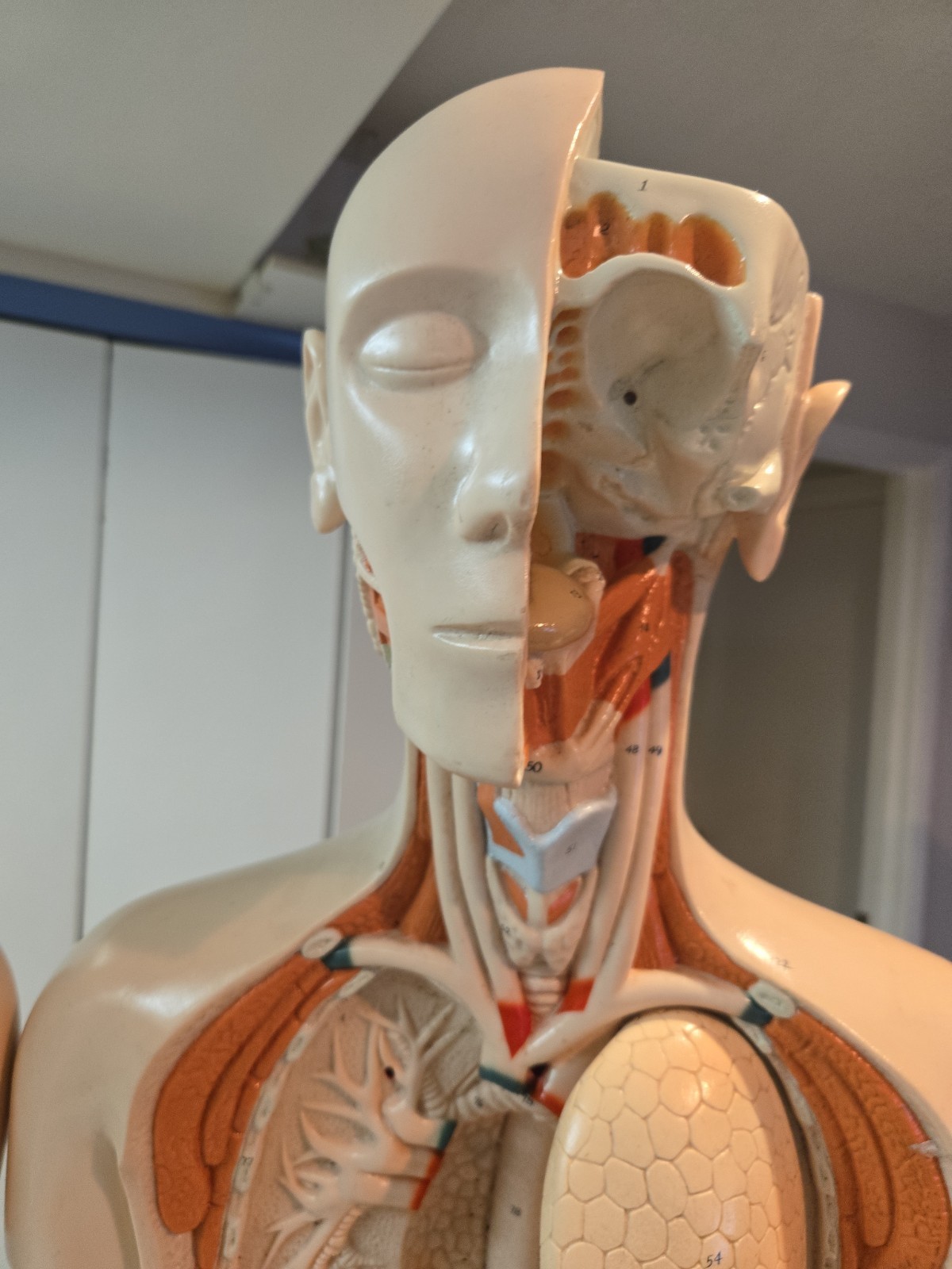 2 Qty Denoyer Geppert Anatomy Human Body Teaching Medical Torso Model. AS-IS