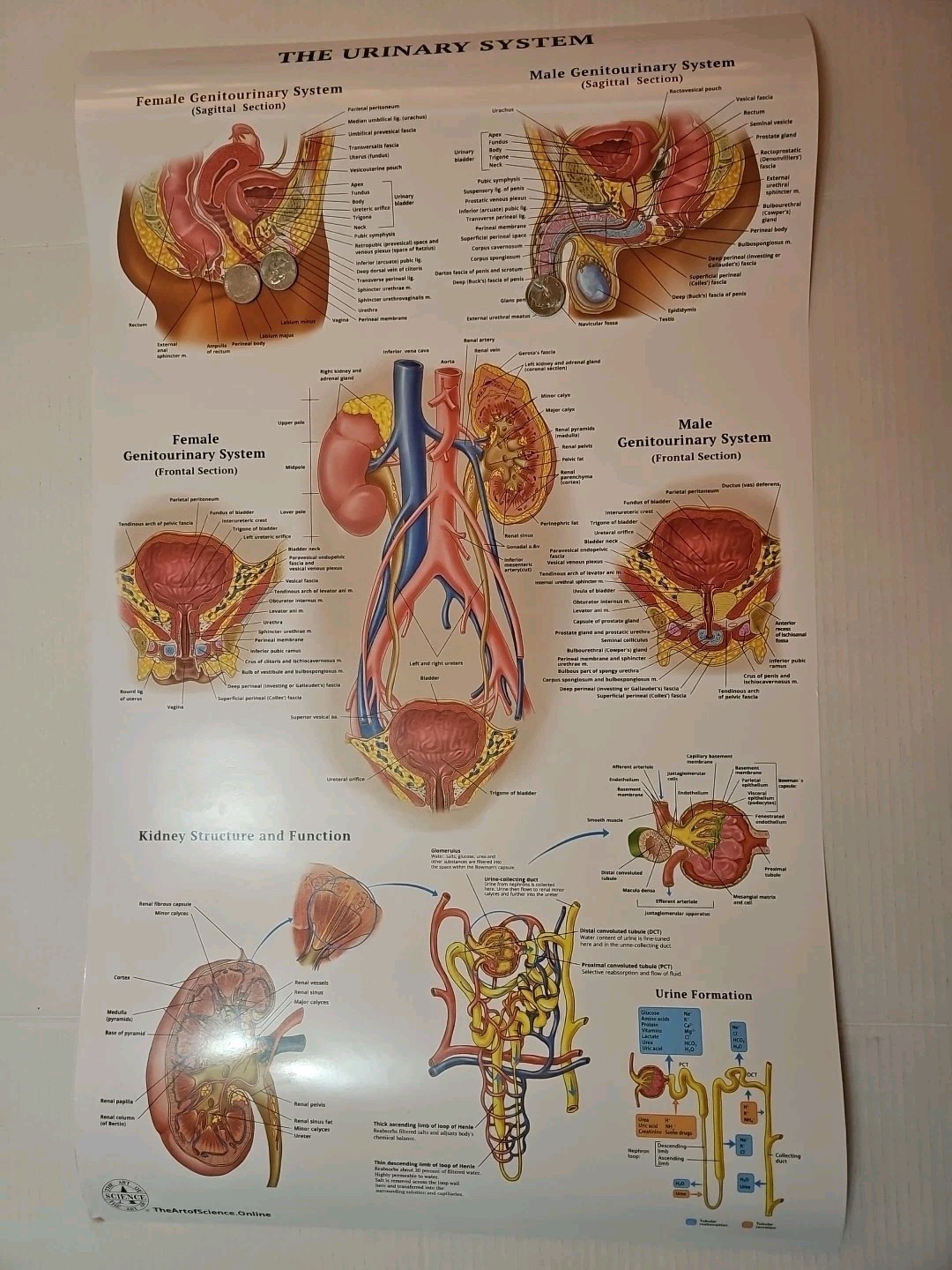 The Urinary System – 2 Sided MEDICAL Poster 29.5″ x 17.5″ In. Art Of Science Vtg