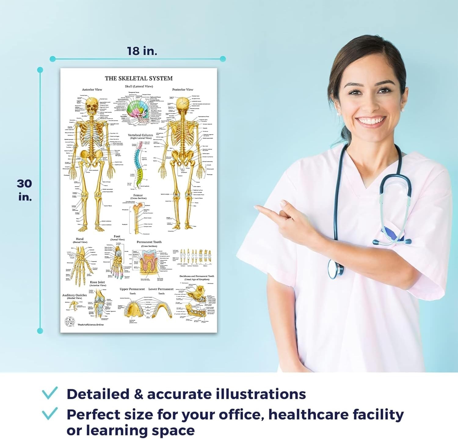 17 Human Anatomy Posters for Classroom & Office – 18×30 Medical Charts
