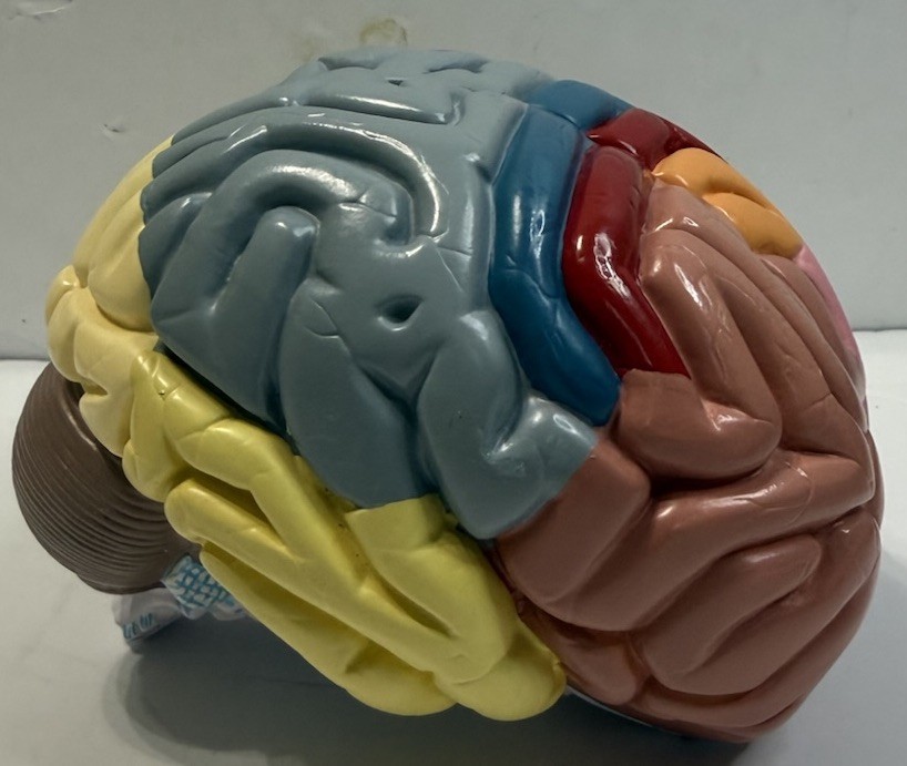 Human Brain Anatomical Model Life-Size, Color-Coded Partitioned Brain