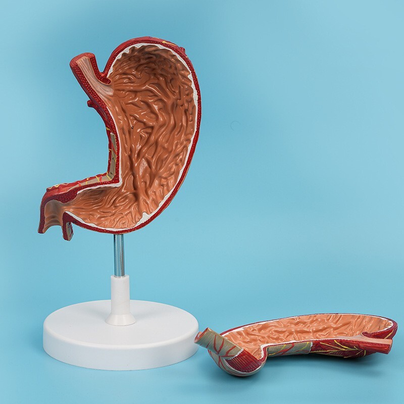 1.5x Size Human Digestive System Model Medical Science Stomach Anatomy