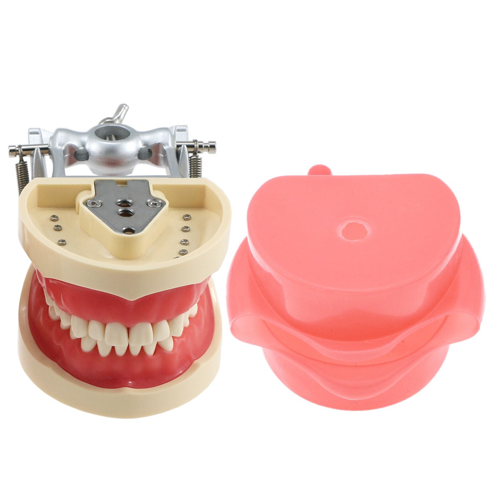 Fit Kilgore NISSIN 200Type Model Dental Typodont Model With 32Pcs Screw-in Teeth