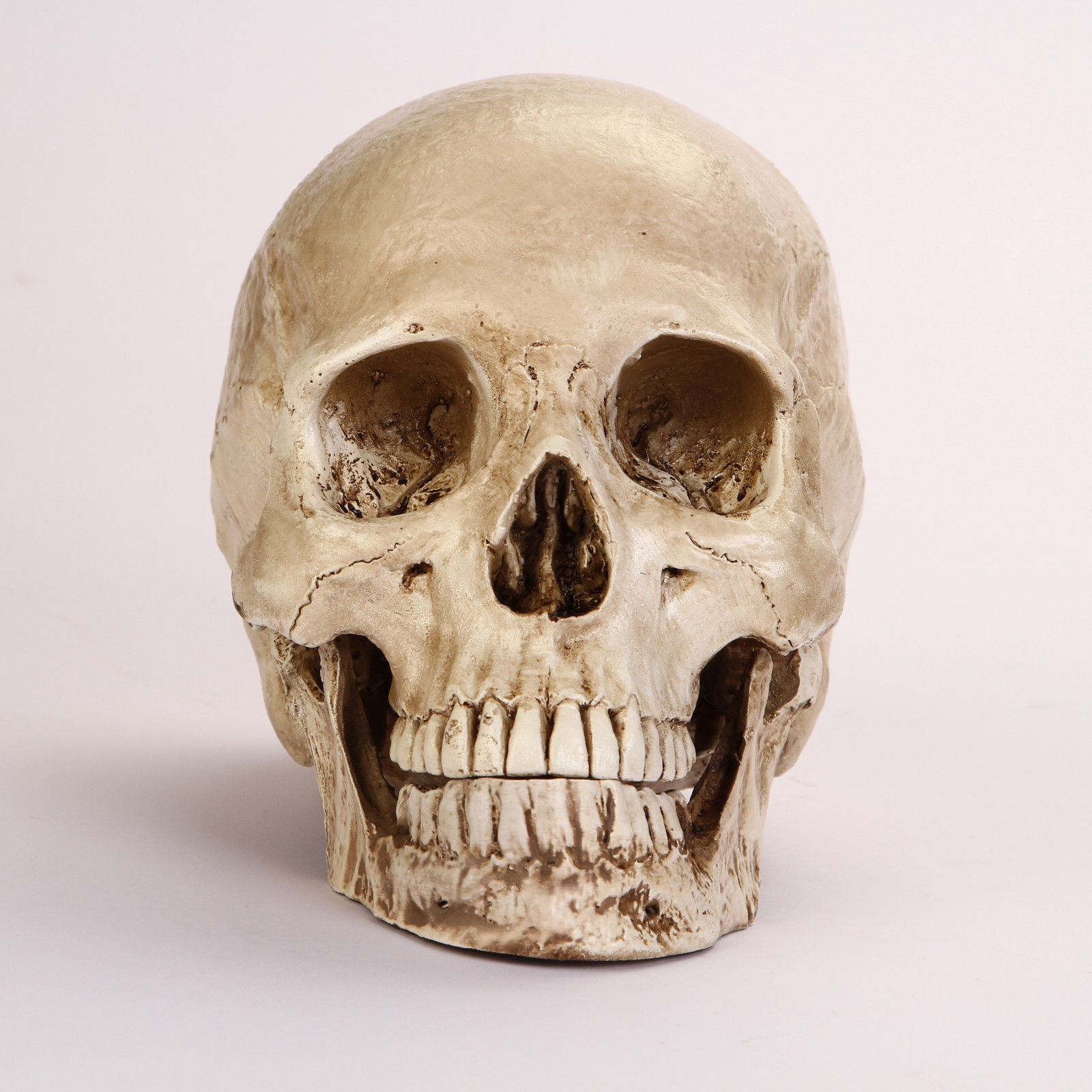 Lifesize Realistic Human Skull Replica Resin Model Anatomical Halloween Decor s