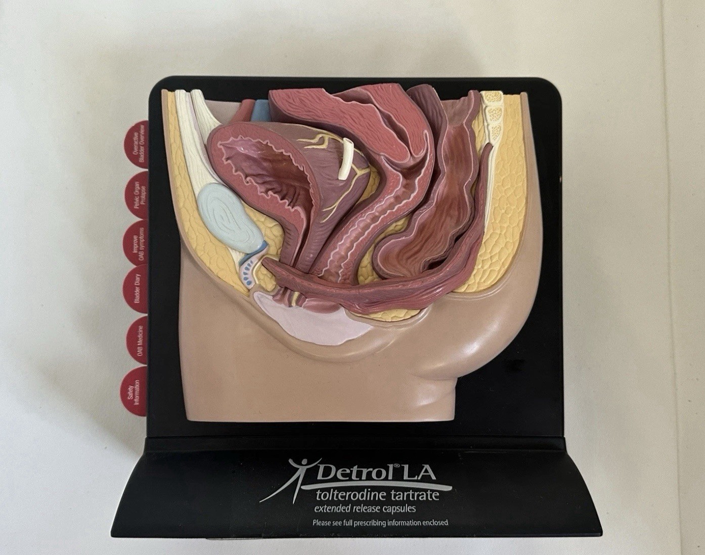 Male and Female Pelvis 2-sided 3D Anatomical Model with Info Cards 8” Tall