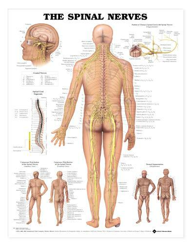 SPINAL NERVES Laminated Wall Chart 20″ x 26″ Classroom/Professional LFA #98024 *