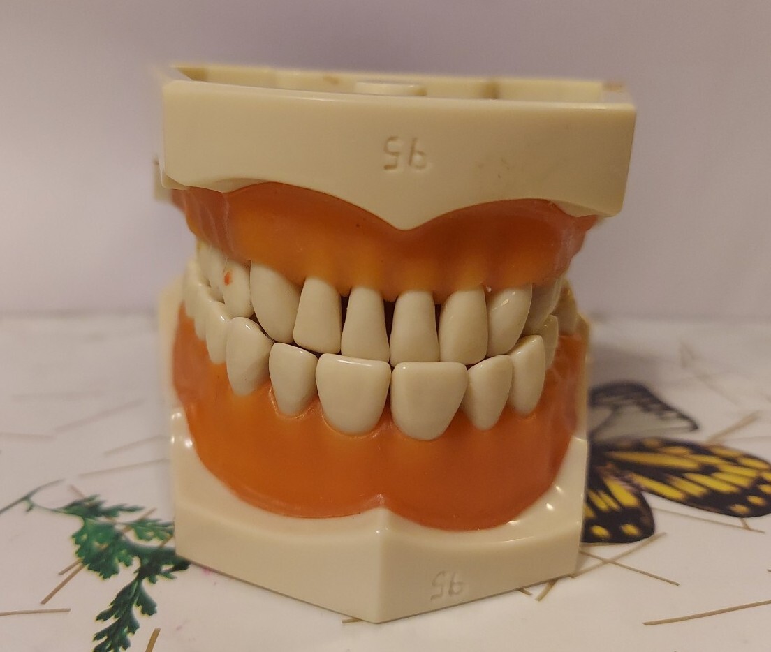 Halloween ? Dental Typodont Model with Removable Teeth R861/R862 (READ)