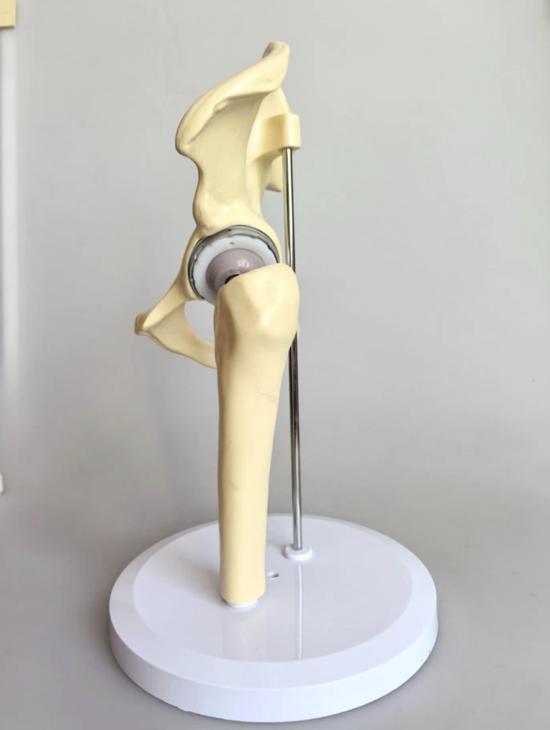 Artificial Shoulder Replacement Anatomical Model Knee Shoulder Elbow Joint Model