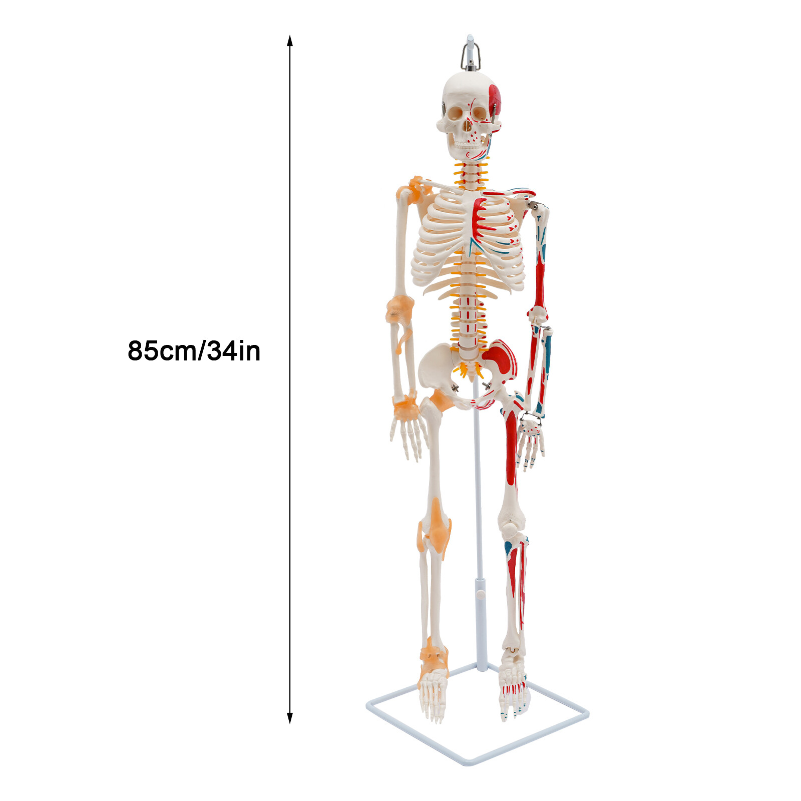 34″ Half Life Size Human Skeleton Model For Doctors’ Office or Anatomy Classroom