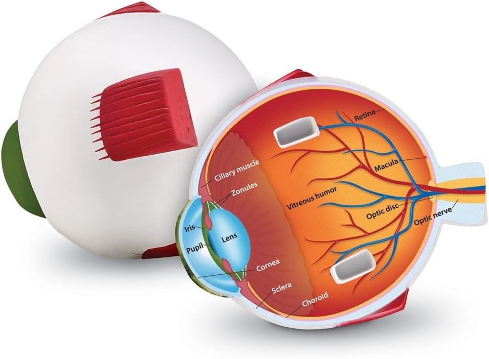 Cross-Section Eye Model for Anatomy Study, Educational Science Classroom Decor