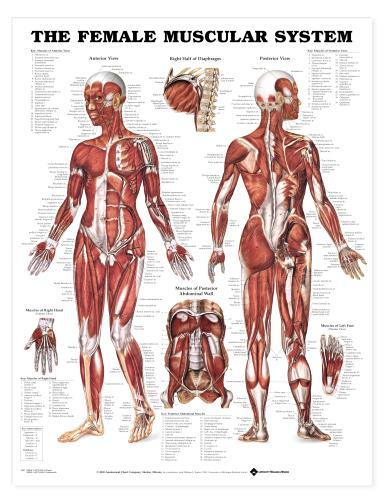Female Muscular System Wall Chart 20″ x 26″ Classroom/Professional LFA #98947